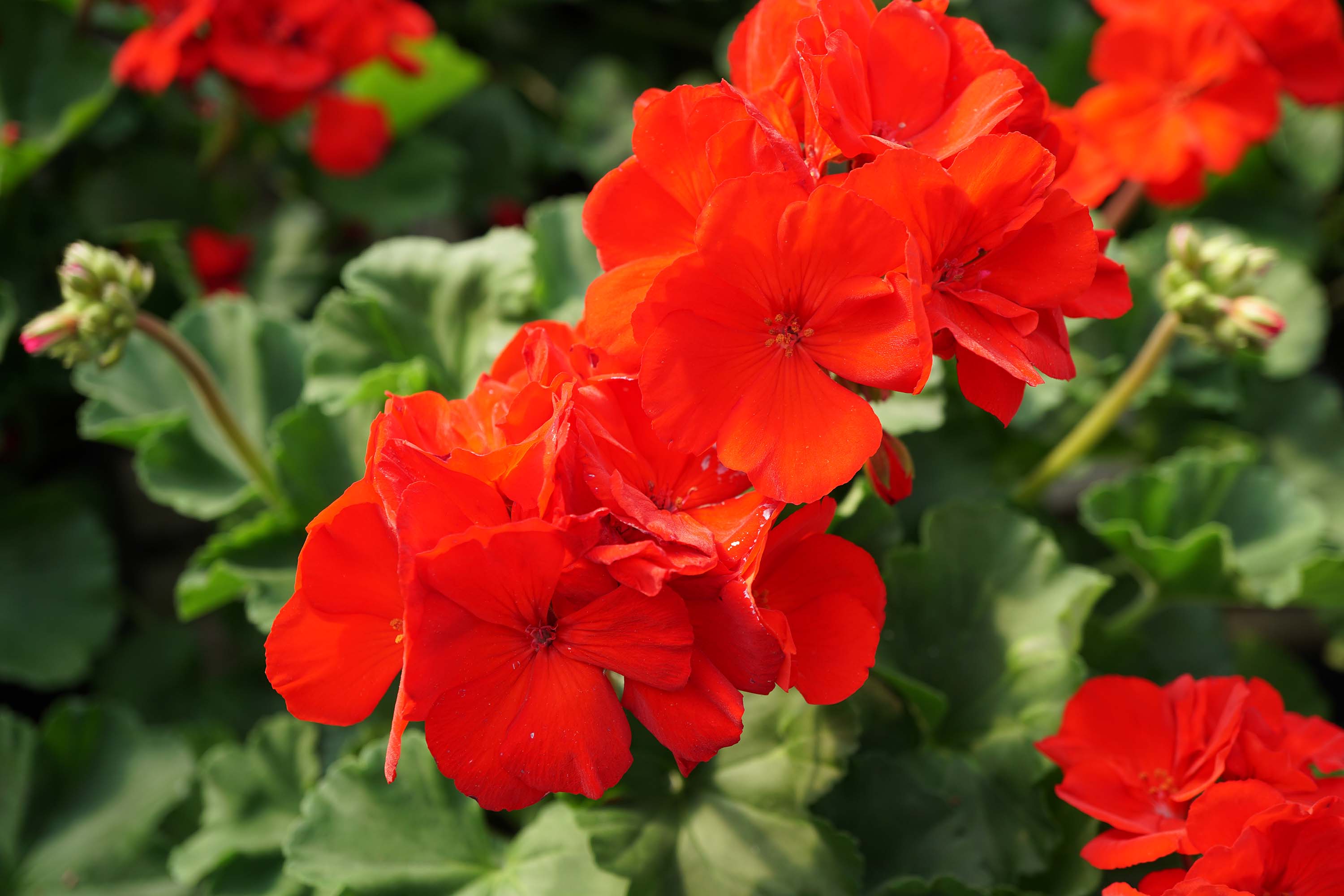 Colors Of Geranium Flowers