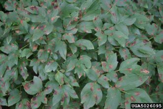 Peony leaves showing dark blotches caused by fungal leaf blotch disease.