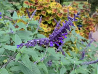 Anthony Parker Hybrid Sage (Salvia leucantha x elegans ‘Anthony Parker’) was discovered in Beaufort, South Carolina. Barbara H. Smith, ©2020 HGIC, Clemson University
