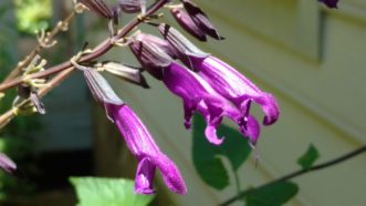 Armistad Hybrid Sage (Salvia 'Amistad’ PP23578) begins blooming earlier in the season than similar cultivars. Barbara H. Smith, ©2020 HGIC, Clemson University