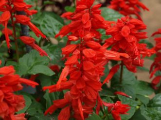 Bedding Sage (Salvia splendens) grows well in full sun or partial shade.Karen Russ, ©2007 HGIC, Clemson Extension 