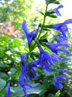 Black and Blue Brazilian Blue Sage (Salvia guaranitica ´Black and Blue´) grows to 5 feet. Joey Williamson, @2018 HGIC, Clemson Extension