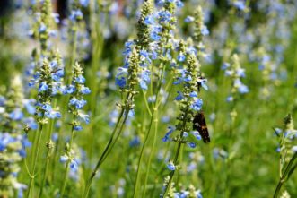 Bog Sage (Salvia uliginosa) has sky blue blooms on long flowering stems. Barbara H. Smith, ©2020 HGIC, Clemson University