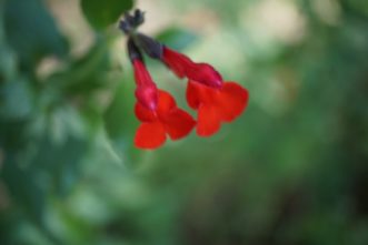 Cherry Chief Autumn Sage (Salvia greggii ‘Cherry Chief’) blooms are tube-shaped and about 1 inch long. Barbara H. Smith, ©2020 HGIC, Clemson University