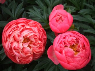 Close-up of ‘Coral Charm’ peony with coral-peach spring flowers and a yellow center.