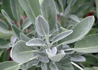 Common Sage (Salvia officinalis) is a culinary herb and attractive garden plant. Karen Russ, ©2007 HGIC, Clemson Extension