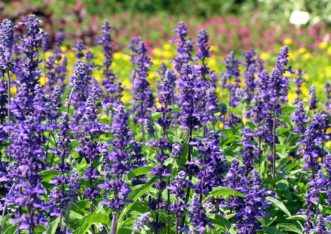 Evolution Violet Mealycup Sage (Salvia farinacea ‘Evolution Violet’) is a 2006 All-America Selections award winner. Karen Russ, ©2007 HGIC, Clemson Extension