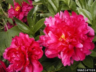 ‘Felix Crousse’ peony with deep red, double Japanese-type flowers.