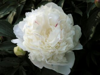 ‘Festiva Maxima’ peony with large white double flowers marked with crimson flecks.