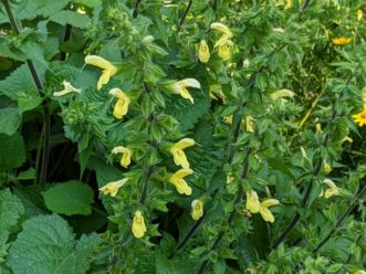 Japanese Yellow Sage (Salvia koyamae) is one of few sage species that prefers moist locations. Barbara H. Smith, ©2020 HGIC, Clemson University