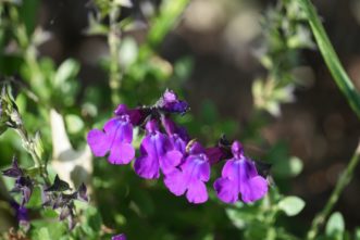 Mirage™ Purple Autumn Sage (Salvia greggii ‘Mirage™ Purple’) is part of a series of cultivars with varying bloom colors. Barbara H. Smith, ©2020 HGIC, Clemson University
