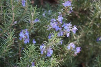 Rosemary (Salvia rosmarinus) has aromatic, needle-like leaves. Barbara H. Smith, ©2020 HGIC, Clemson University