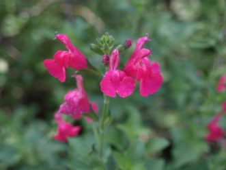 San Carlos Festival Graham’s Sage (Salvia microphylla ´San Carlos Festival´) has magenta blooms and grey-green leaves. Barbara H. Smith, ©2020 HGIC, Clemson University