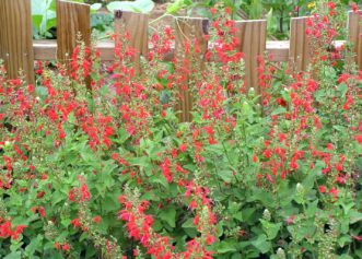 Scarlet Sage (Salvia coccinea) is native to the southern United States. Karen Russ, ©2007 HGIC, Clemson Extension