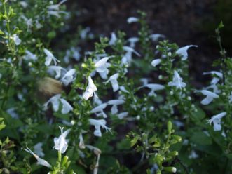 The bright white blooms of Snow Nymph Texas Sage (Salvia coccinea ‘Snow Nymph’) brighten up a partially shaded corner of the garden. Barbara H. Smith, ©2020 HGIC, Clemson University
