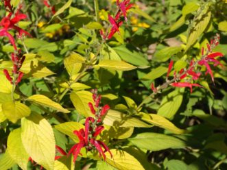 The chartreuse foliage of Golden Delicious Pineapple Sage (Salvia elegans ‘Golden Delicious’ PP17,977) provides a contrasting backdrop for its vibrant red blooms. Barbara H. Smith, ©2020 HGIC, Clemson University