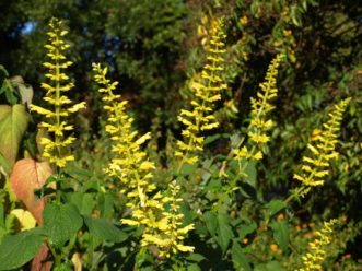 The flower stalks of Forsythia Sage (Salvia madrensis) can reach 3 feet long. Barbara H. Smith, ©2020 HGIC, Clemson University