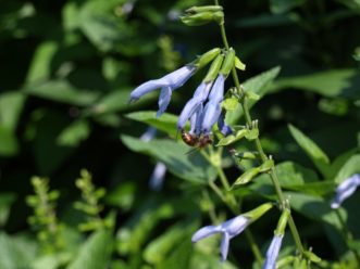 The light blue blooms of Argentina Skies Brazilian Blue Sage (Salvia guaranitica ‘Argentina Skies’) are 1½ inches long. Barbara H. Smith, ©2020 HGIC, Clemson University