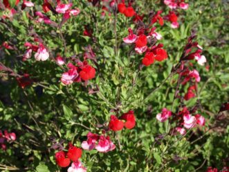 The red and white pattern varies from bloom to bloom on Hot Lips Graham’s Sage (Salvia microphylla Hot Lips´). Barbara H. Smith, ©2020 HGIC, Clemson University