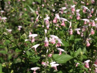 The striking bicolor blooms of Coral Nymph Texas Sage (Salvia coccinea ‘Coral Nymph’) are attractive to hummingbirds. Barbara H. Smith, ©2020 HGIC, Clemson University
