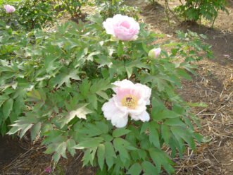 Tree peony shrub with woody stems and large spring flowers in a garden setting.