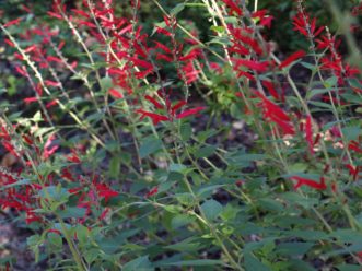 Pineapple Sage (Salvia elegans) grows well in full sun or afternoon shade. Barbara H. Smith, ©2020 HGIC, Clemson University