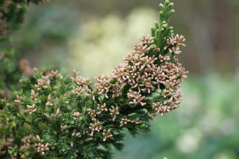 Abundant male cones tend to hang on Black Dragon Cryptomeria, which may be undesirable.