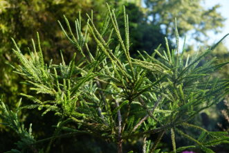 Araucarioides Japanese Cryptomeria (Cryptomeria japonica ‘Araucarioides’) has rope-like branches that resemble snakes, which add textural interest to the landscape.