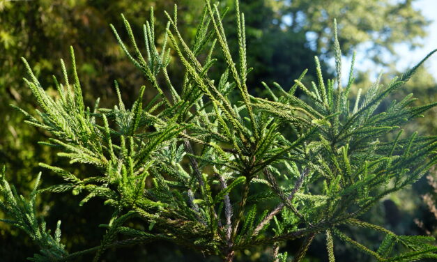 Japanese Cryptomeria