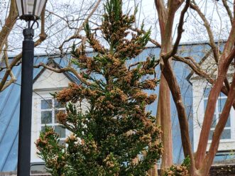 Black Dragon Cryptomeria (Cryptomeria japonica ‘Black Dragon’) has a dense, irregular growth habit and matures 8 to 10 feet tall by 4 to 6 feet wide.
