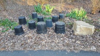Black plastic plant pots can be used to cover perennials that emerge too early in the spring when frost is predicted.