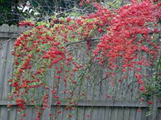 Bright red berries are the main feature of pyracantha (Pyracantha coccinea).