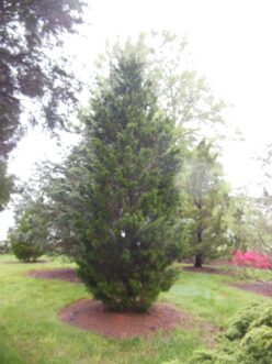 Brodie southern red-cedar (Juniperus virginiana ‘Brodie’) used as a screen or specimen tree