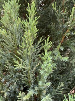 Close-up comparison of mature scale-like needles and sharp juvenile needles on Blue Point Chinese juniper (Juniperus chinensis ‘Blue Point’)