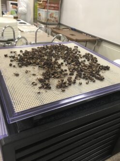 Dehydrated black beans on food dehydrator rack.