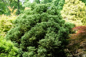 Dragon Knight™ Cryptomeria (Cryptomeria japonica ‘Dragon Knight™) is a slow grower that matures 3 to 4 feet tall and wide in ten years.