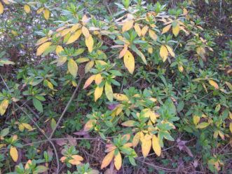 The older leaves on evergreen azaleas begin to senesce and turn yellow or purple during early autumn. These leaves drop in spring with the occurrence of new growth.