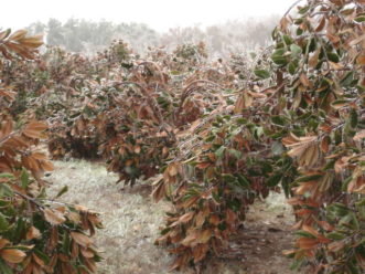 Freezing rain accumulation on Southern magnolias can weigh down and break branches.
