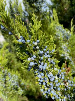 Frosty blue berry-like cones on a female eastern red-cedar (Juniperus virginiana)