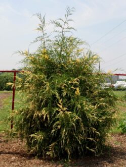 Gold-tipped foliage on Regal variegated eastern red-cedar (Juniperus virginiana ‘Regal’)