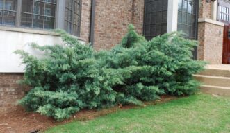Gray-green foliage of Wilhelm Pfitzer juniper (Juniperus × pfitzeriana ‘Wilhelm Pfitzer’) in a foundation planting