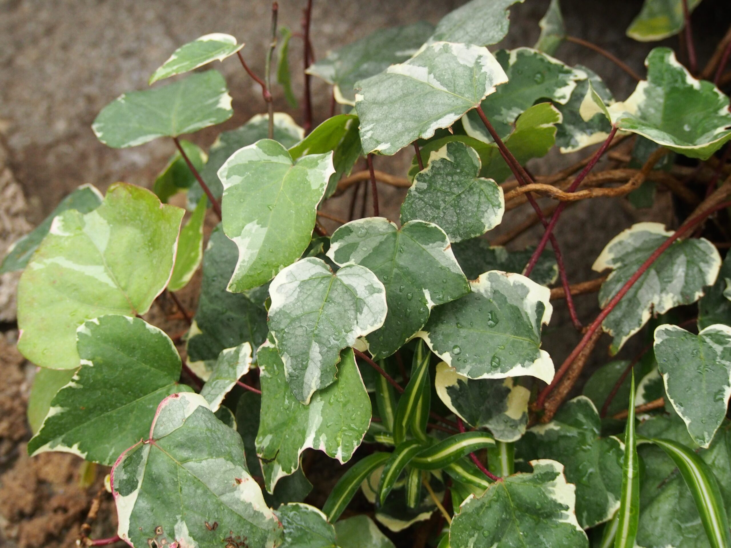 Ivy | Home & Garden Information Center
