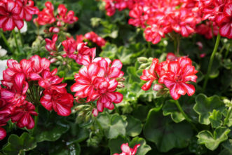Ivyleaf geraniums (Pelargonium peltatum) have trailing growth habits with ivy-like leaves. Barbara H. Smith, ©2018 HGIC, Clemson Extension