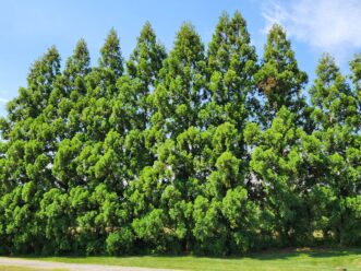 Japanese cryptomeria (Cryptomeria japonica) is native to Japan and southern China. The larger cultivars are excellent replacements for problematic Leyland cypress (Cupressus x leylandii).