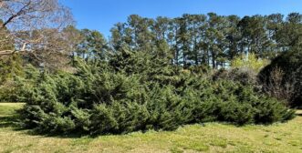 Large Hetz juniper shrub (Juniperus × pfitzeriana ‘Hetzii’) spreading broadly in a landscape planting