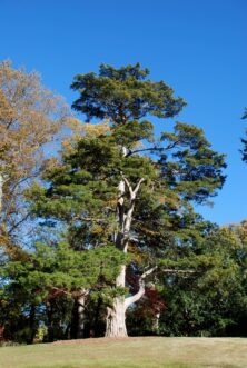 Mature eastern red-cedar (Juniperus virginiana) growing as a tall pyramidal landscape specimen tree