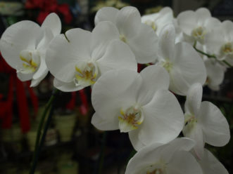 Moth orchids require less light than cattleyas and adapt well to conditions found in most homes.