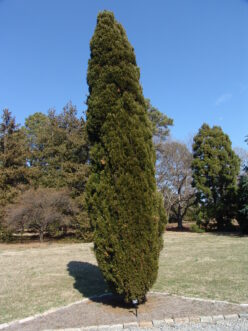Narrow upright form of Spartan Chinese juniper (Juniperus chinensis ‘Spartan’) used as a landscape accent