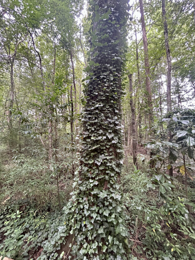 Once intentionally planted, English Ivy can now be seen blanketing the ground and growing up trees in Williamson Park in Darlington, SC.