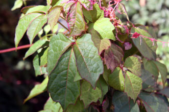 Parthenocissus tricuspidata ‘Ginza Lights’ is characterized by foliage which emerges pink